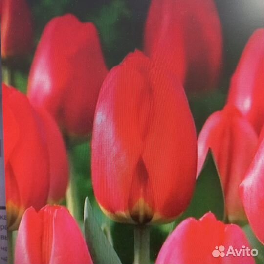 Луковицы голландских тюльпанов