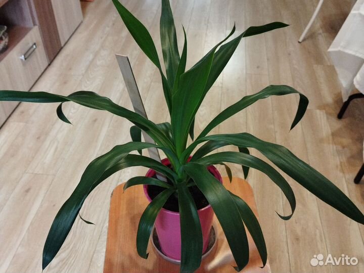 Пальма Юкка