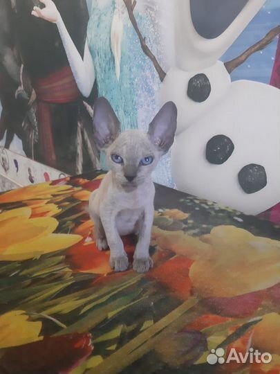 Котёнок Канадский Сфинкс