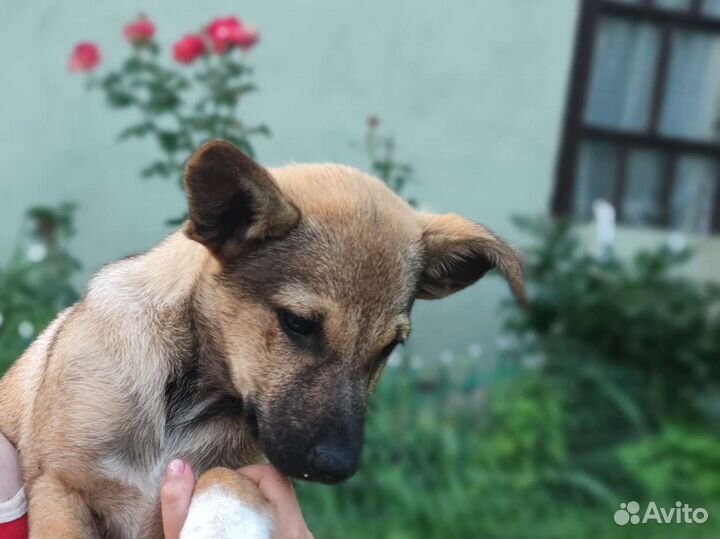 Рыжий щенок 3 мес. в дар