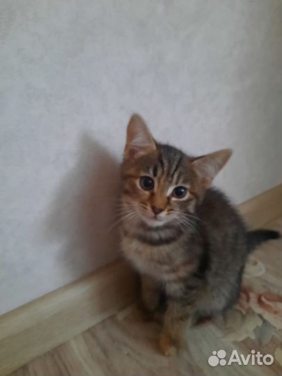 Отдам котёнка мышеловка