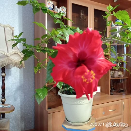 Гибискус махровый красный