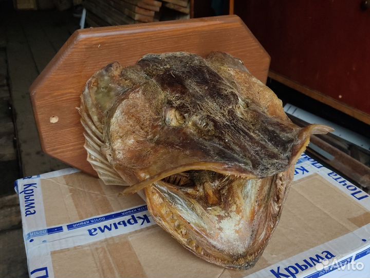 Чучело щучьей головы