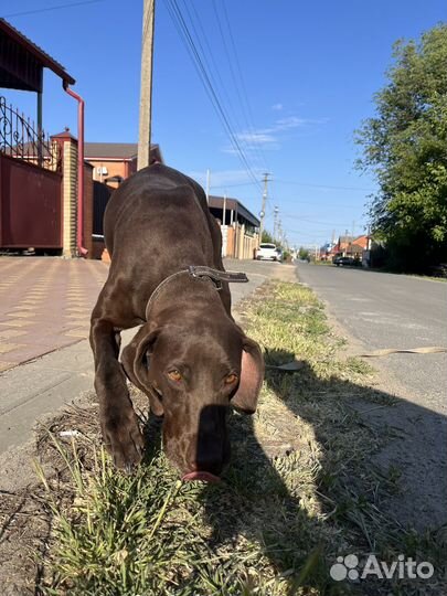Немецкий Курцхаар