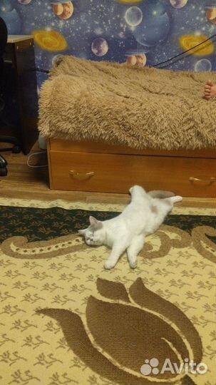 Британская