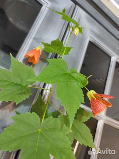 Абутилон черенки