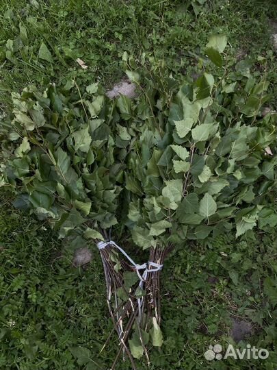 Веники березовые