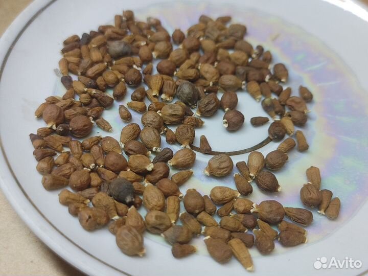 Семена Петрея волюбилис