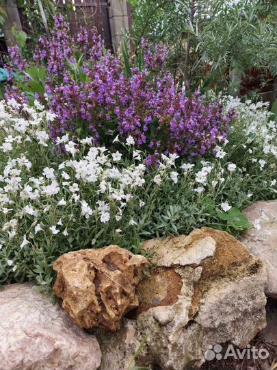 Ясколка, шалфей дубравный