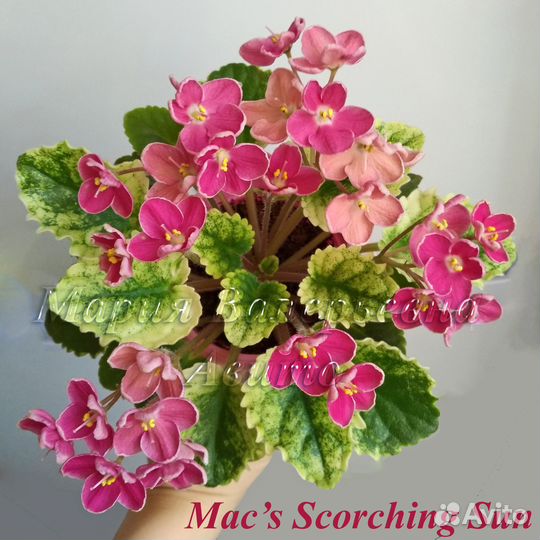 Фиалки сортовые, детки: поштучно или набором