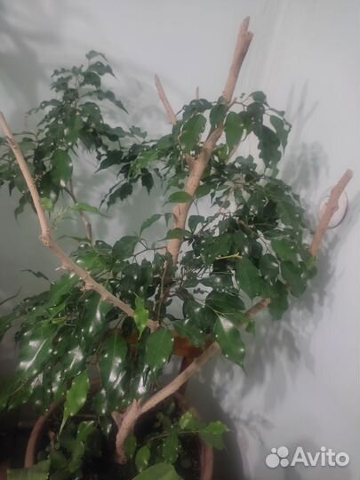 Фикус бенджамина большой