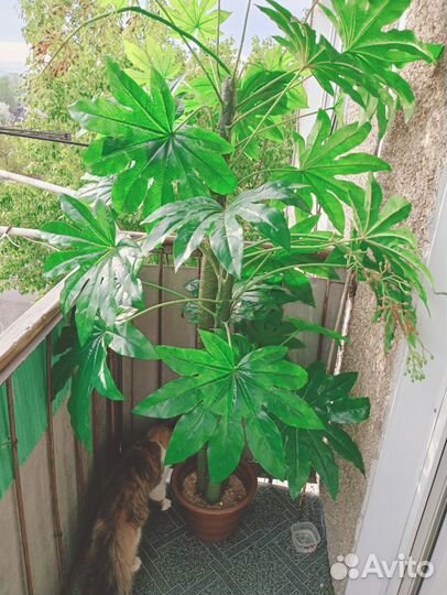 Искусственные цветы в горшках бу