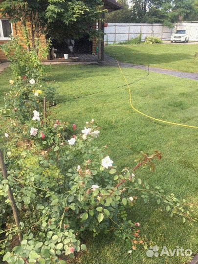 Рулонный газон, укладка, продажа