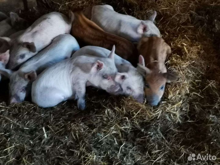 Поросятам молочные