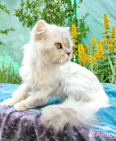 Длинношерстный серебристый кот