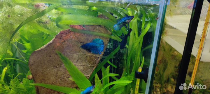 Рыбки петушки самоки