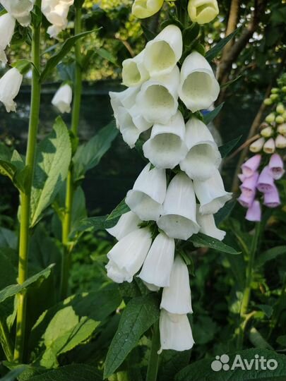 Наперстянка