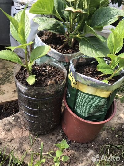 Гортензия крупнолистная, розовая