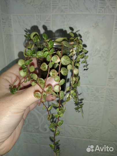 Цветы разные, комнатные