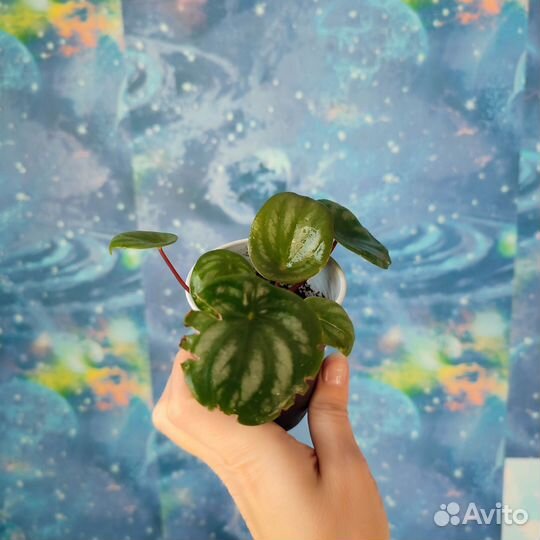 Пеперомия арбузная