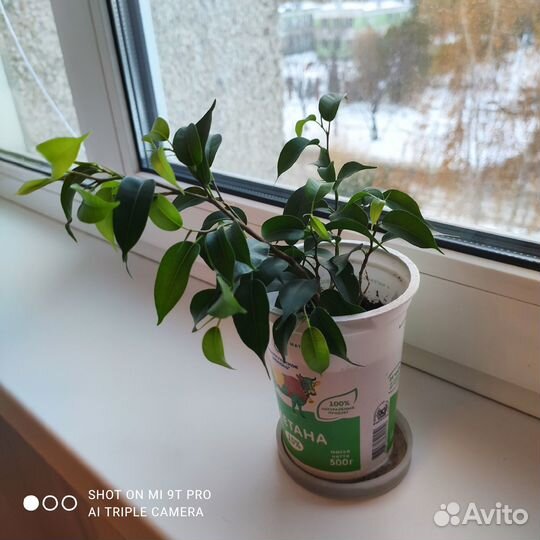 Фикус бенджамина