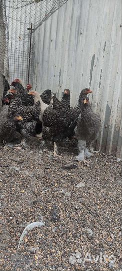 Цыплята 5 месяцев