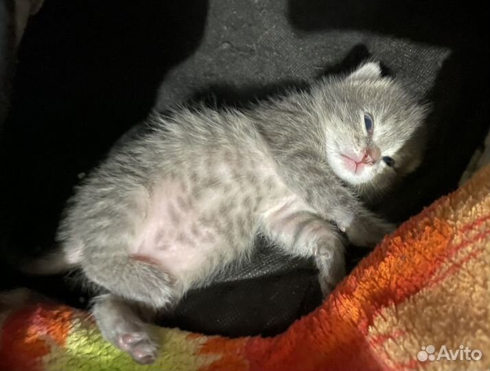 Одам котенка