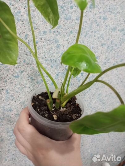 Филодендрон бурле макс вар, Black Cardinal