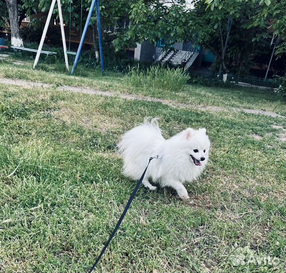 Вязка Белый Шпиц