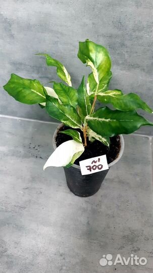 Фикус керли,почта