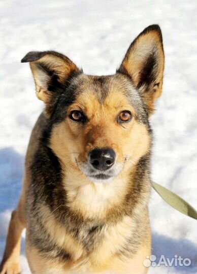 Милая Ася мечтает о доме