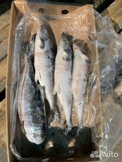 Горбуша кижуч