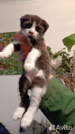 Продам котят