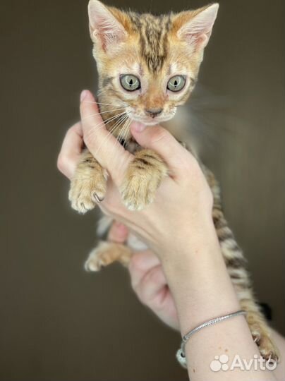 Бенгалочка