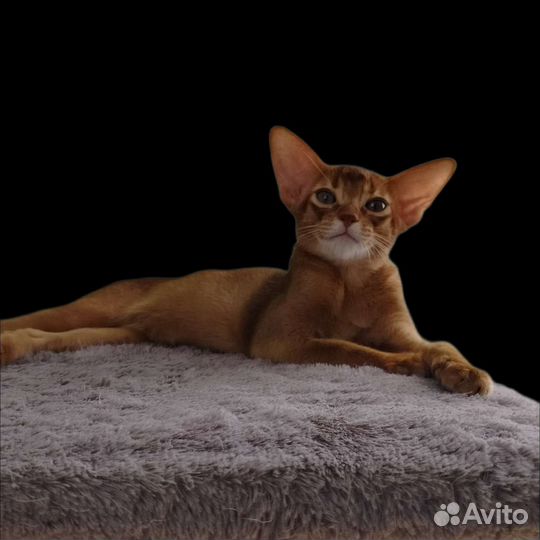 Абиссинские котята
