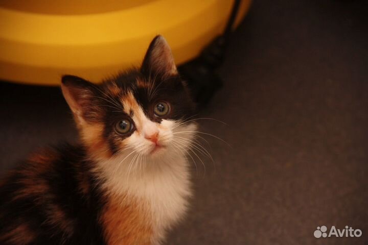 Котенок девочка