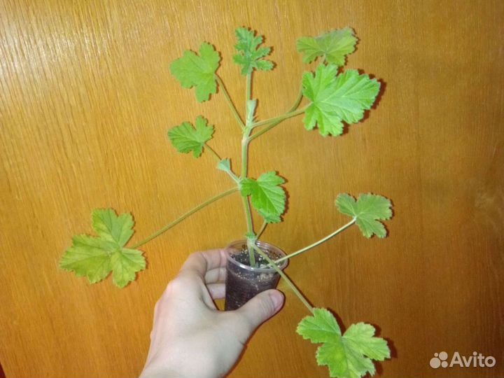 Герань душистая, 12 сортов