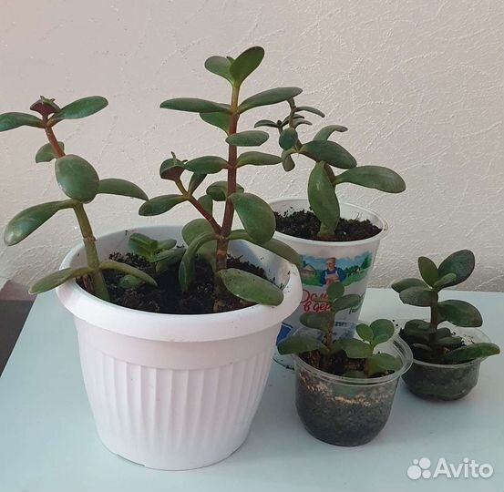 Толстянка (денежное дерево), кактусы