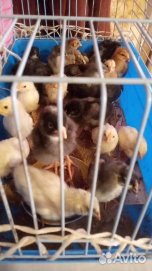 Цыплята и куры брама