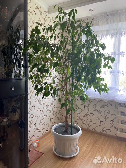 Фикус бенджамина