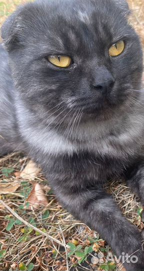 Отдам бесплатно