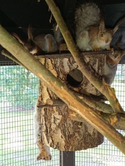 Бельчатник