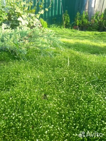 Эксклюзивный низкорослый газон - Аlena