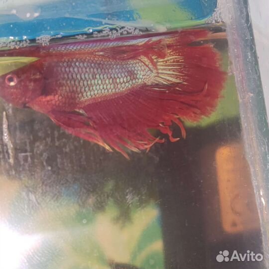 Рыбка петушок
