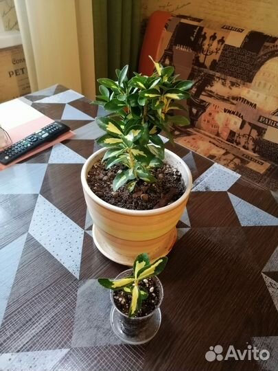 Бересклет комнатный