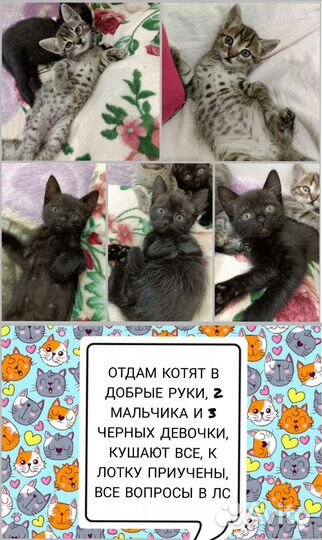 Отдам в добрые руки