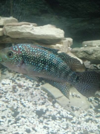 Цихлазома восьмиполосая (пчелка) взрослая