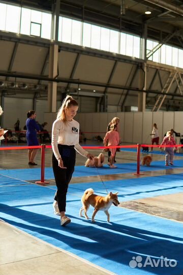 Услуги хендлера