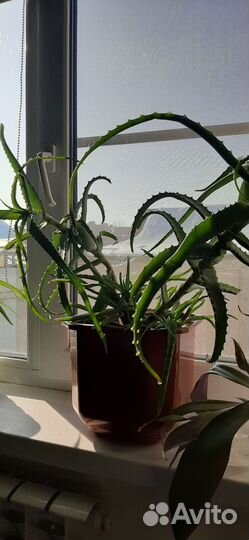 Алоэ столетник