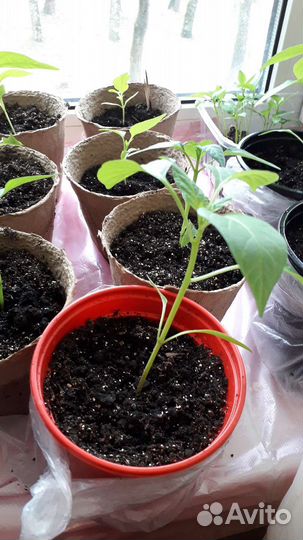Рассада перцы